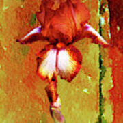 Bronze Watercolor Iris Poster
