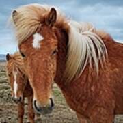 Brown Horses Poster