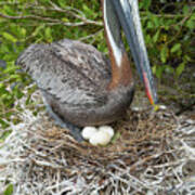 Brown Pelican Brooding Eggs In Nest Poster