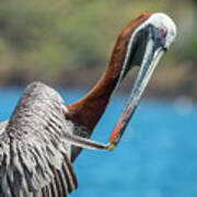 Brown Pelican Preening At Tagus Cove Poster