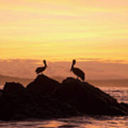 Brown Pelicans On Rocky Shore Poster