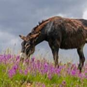 Brown Wild Burro Poster