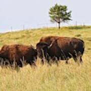 Buffalo At Custer State Park Poster