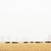 Buffalo Bison Herd Migration Fog Poster