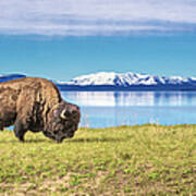 Buffalo Grasing In Yellowstone National Poster