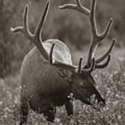 Bull Elk In Banff National Park Poster