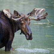 Bull Moose In Water Wetland Pond Lake Poster