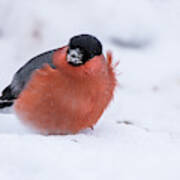 Bullfinch A Blowy Day On The Snow Poster