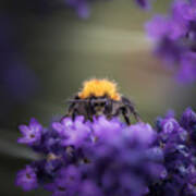 Bumblebee On A Lavender Flower Poster