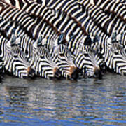 Burchells Zebras Drinking From A River Poster