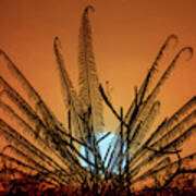 Burmese Fern At Sunset Poster