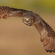 Burrowing Owl In Fly Poster