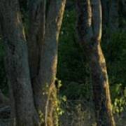 Bushveld Trees At Sunrise. Northern Poster