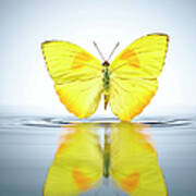 Buttercup Butterfly In A Pool Of Water Poster