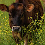 Buttercup Closeup Poster