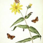 Butterflies And Sunflower Poster