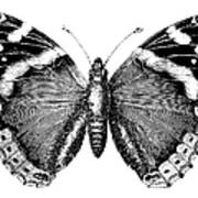 Butterfly | Antique Animal Illustrations Poster