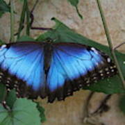 Butterfly - Blue Morpho Poster