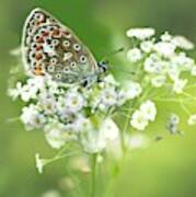 Butterfly On Babybreath Poster