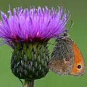 Butterfly On Thistle Poster