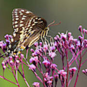 Butterfly On Wild Flowers Poster