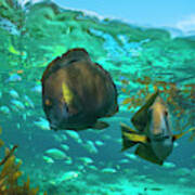 Butterflyfish Pair And Blue Chromis, Balicasag Island, Philippines Poster