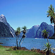 Cabbage Trees At Milford Sound With Poster