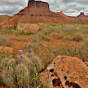 Cactus Blooms Along Scenic Byway 128 In Utah Poster