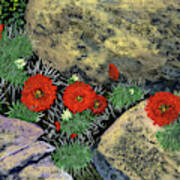 Cactus Blooms Among The Rocks Poster