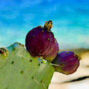 Cactus Fruit Poster