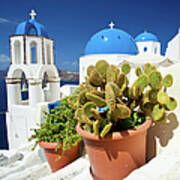 Cactus On Santorini Poster