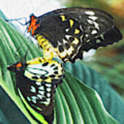 Cairns Birdwing Butterflies - Intimacy Poster