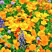 California Poppies And Betham Lupines Southern California Poster