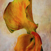 Calla Lily And Its Leaf Poster