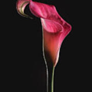 Calla Lily Poster