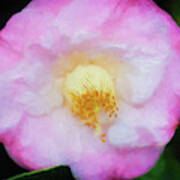 Camellias Japonica 123 Poster