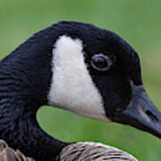 Canada Goose Portrait Poster