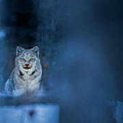 Canada Lynx Kitten In Winter Poster