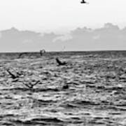 Captiva Island Sunset Seabirds Feasting Noir Black And White Poster