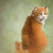 Caramel The Tabby Cat Poster