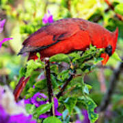 Cardinal In Bougainvillea Poster