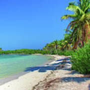 Caribbean Palm Beach Poster