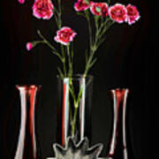 Carnations In Contrast Poster