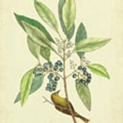 Catesby Bird & Botanical V Poster