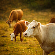 Cattle Grazing In A Small Valley Poster