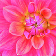 Cerise-pink Dahlia Flower Poster