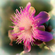 Chainfruit Cholla Flower Poster