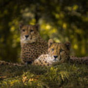 Cheetah Couple Poster