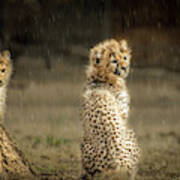 Cheetah Cubs And Rain 0168 Poster