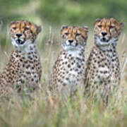 Cheetah Cubs Poster